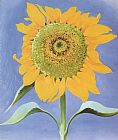 Georgia O'Keeffe Sunflower, New Mexico 1935 painting